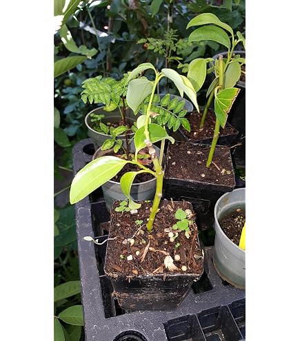 Amazon.com : 9EzTropical - Cinnamon (Cinnamomum zeylanicum) - 1